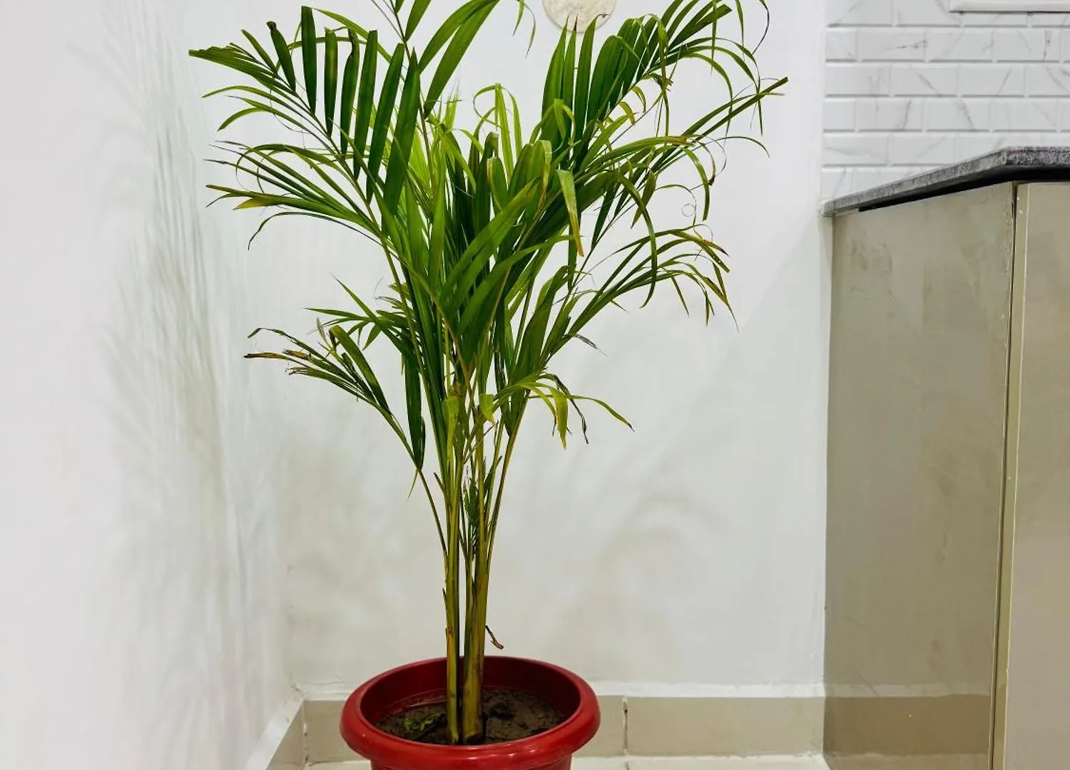 Apartment Feels Like Home Ghaggar India